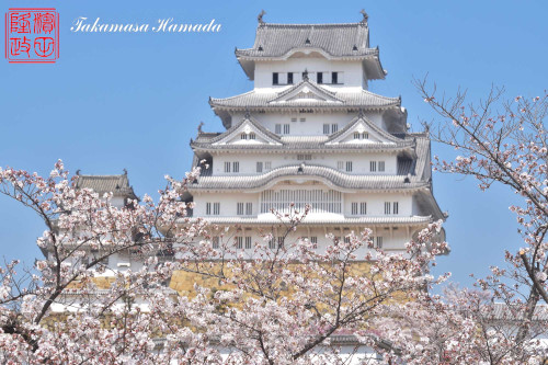 姫路桜№10